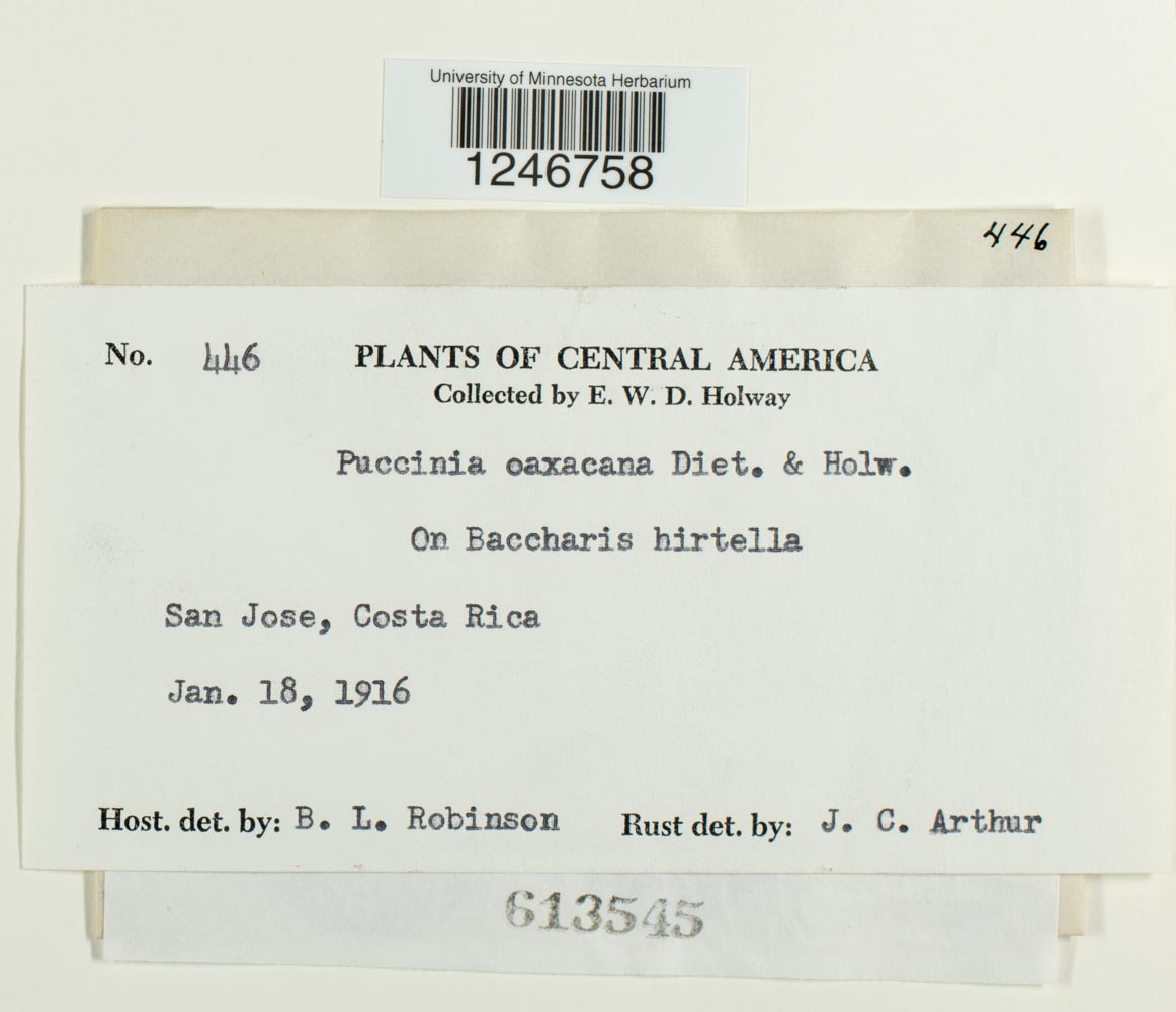 Puccinia oaxacana image