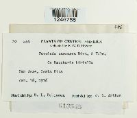 Puccinia oaxacana image