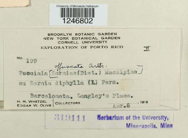 Puccinia offuscata image