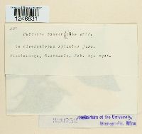 Puccinia paupercula image