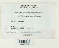 Puccinia polygoni-amphibii image