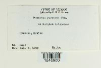 Puccinia purpurea image