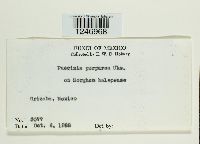 Puccinia purpurea image