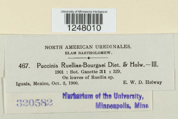 Puccinia ruelliae-bourgaei image
