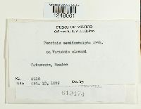 Puccinia semiinsculpta image