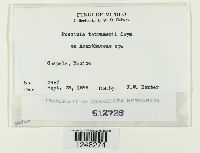 Puccinia tetramerii image
