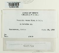 Puccinia vacua image