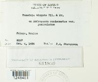 Puccinia virgata image