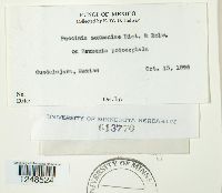 Puccinia zexmeniae image