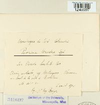 Puccinia angulata image