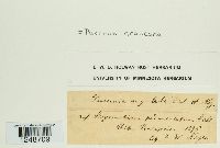 Puccinia angulata image