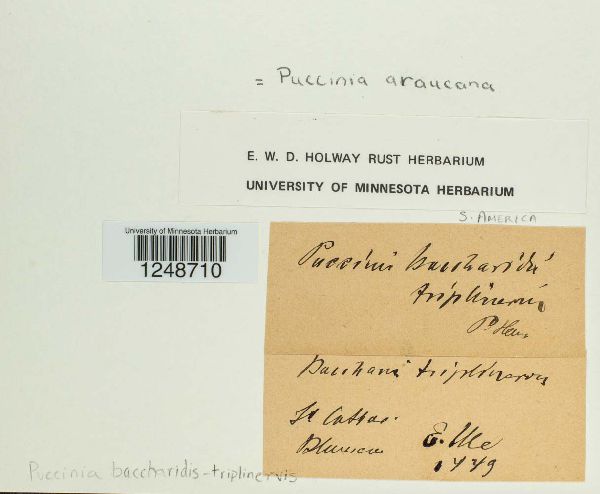 Puccinia baccharidis-triplinervis image