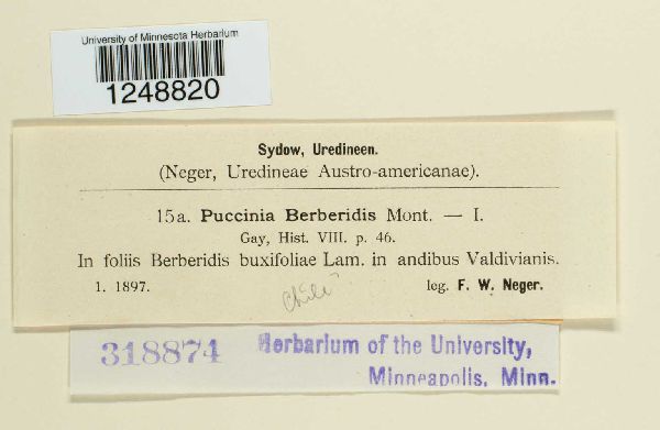 Puccinia berberidis image
