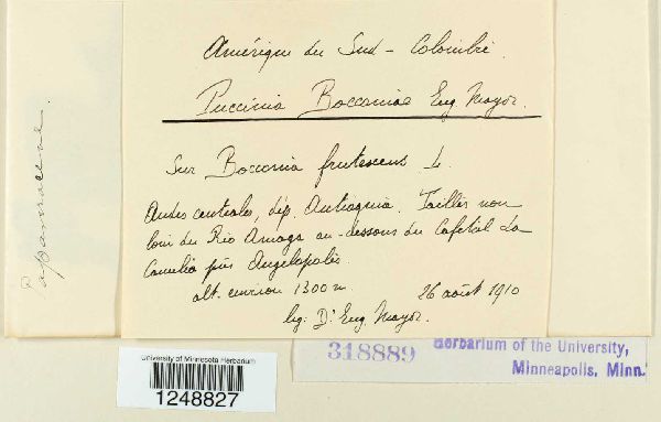 Puccinia bocconiae image