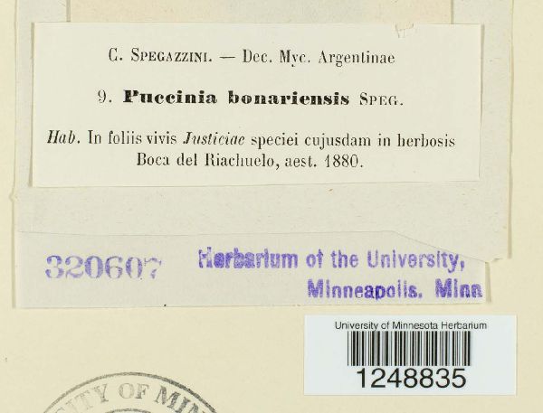 Puccinia bonariensis image