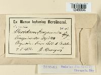 Puccinia bougainvilleae image