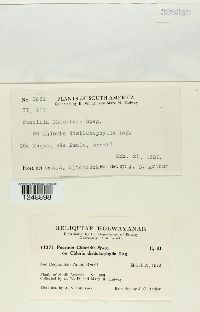 Puccinia chloridis image