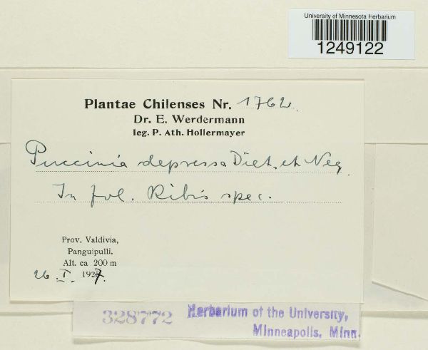 Puccinia decolorata image