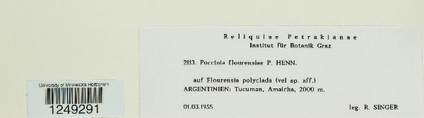 Puccinia flourensiae image
