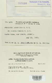Puccinia lateritia image