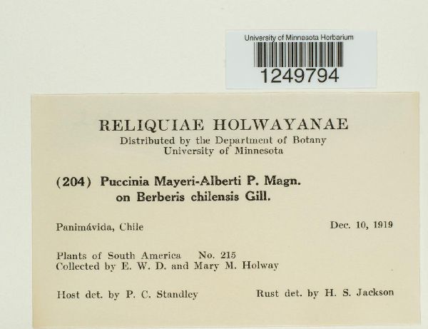 Puccinia meyeri-alberti image