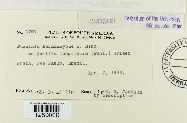 Puccinia paranahybae image