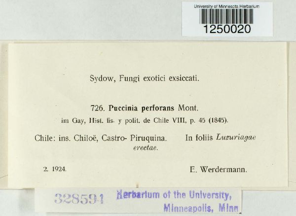 Puccinia perforans image