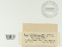 Puccinia philippii image