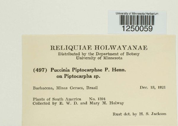 Puccinia piptocarphae image