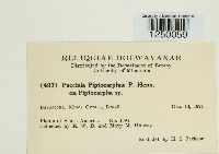Puccinia piptocarphae image