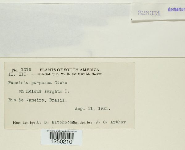 Puccinia purpurea image