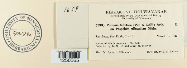 Aecidium tubulosum image