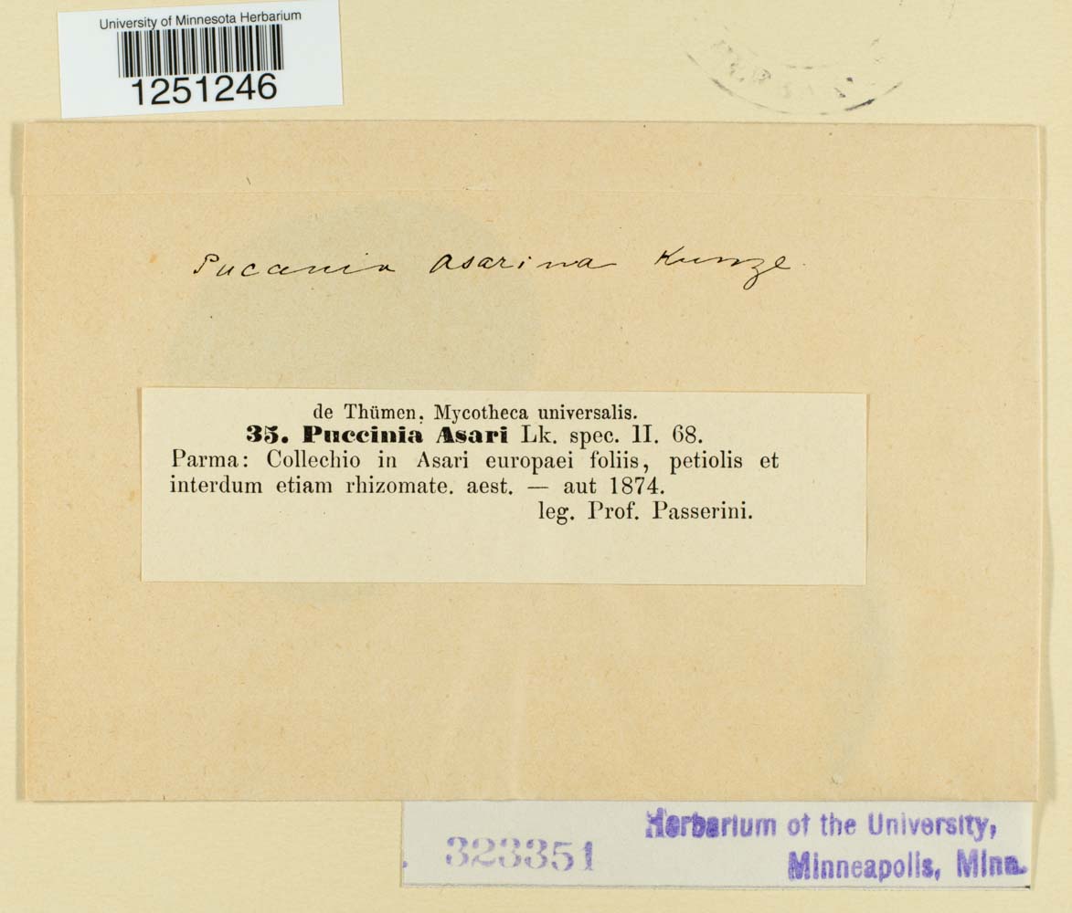 Puccinia asari image