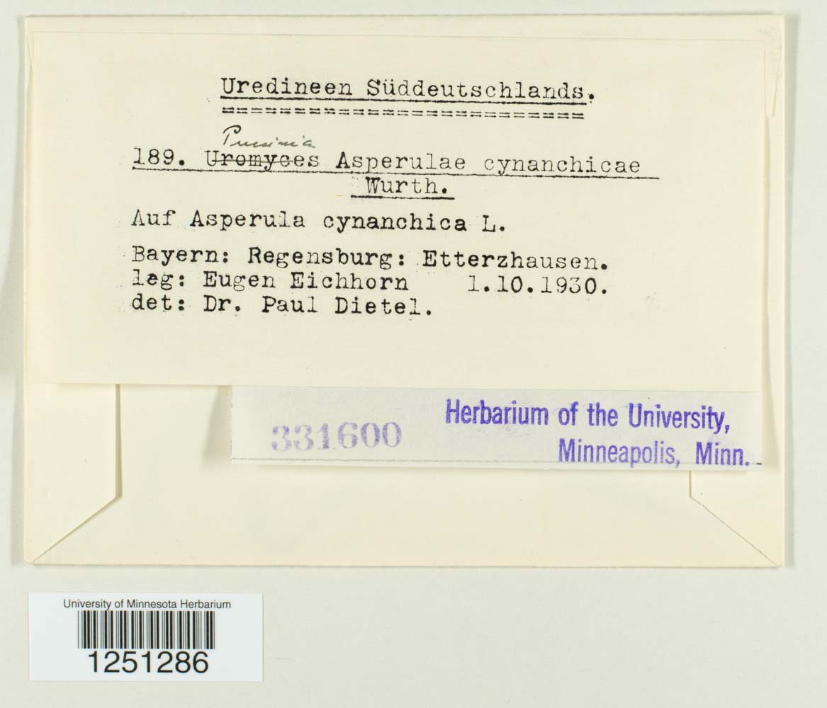 Puccinia asperulae-cynanchicae image