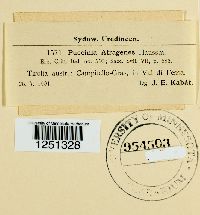 Puccinia astragenes image