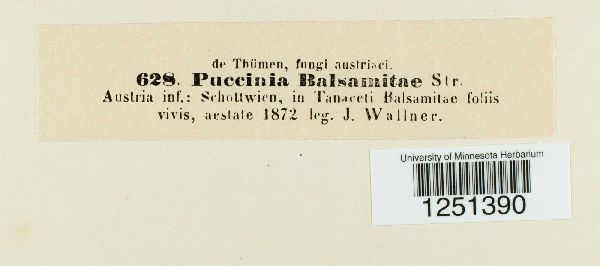 Puccinia baeumleriana image