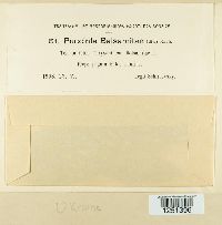 Puccinia balsamitae image