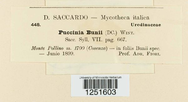 Puccinia bunii image