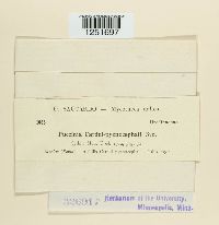 Puccinia cardui-pycnocephali image