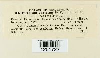 Puccinia caricina var. caricina image