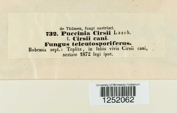 Puccinia cirsii f. cirsii image