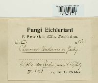 Puccinia carduorum image