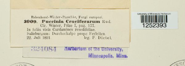 Puccinia cruciferarum image