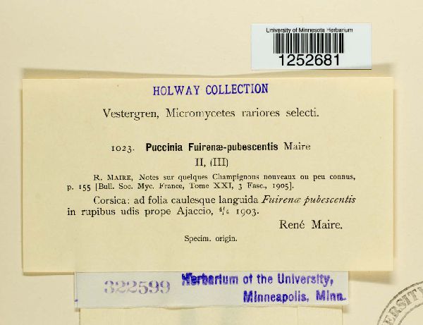 Puccinia fuirenae-pubescentis image