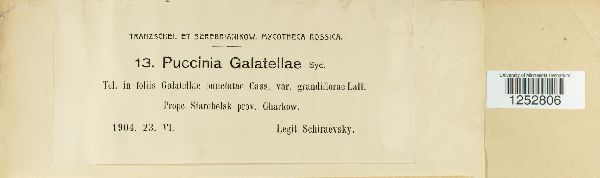 Puccinia galatellae image