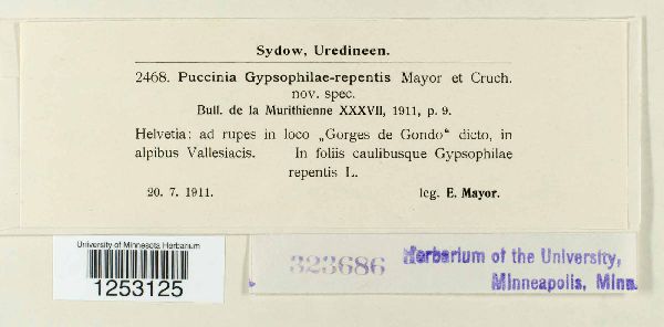 Puccinia gypsophilae-repentis image