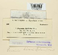 Puccinia hieracii image