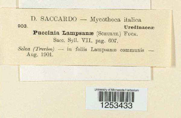 Puccinia lampsanae image