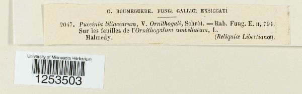 Puccinia liliacearum f. ornithogali image