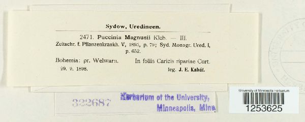Puccinia magnusii image